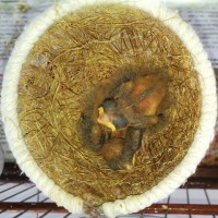 19/09/2014 Filhotes 5º dia de vida